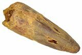Fossil Spinosaurus Tooth - Real Dinosaur Tooth #350113-1